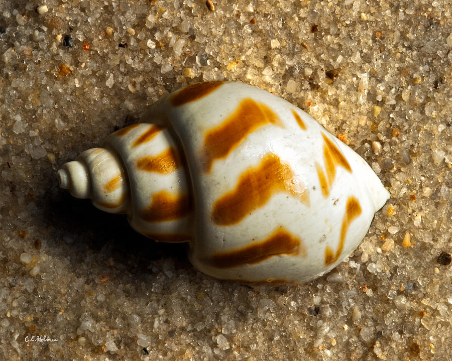Beached Shell Photograph by Christopher Holmes