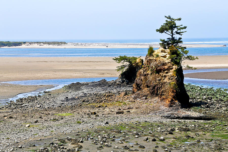 Beached Tree At The Oregon Coast Photograph by Athena Mckinzie