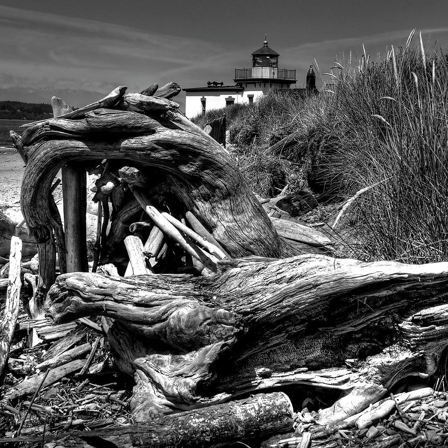 Beached Tree Stump Photograph by David Patterson