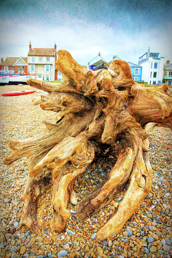 Beached Tree Stump Digital Art by Roy Pedersen