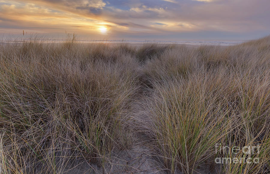 Beachgrass And Sunset Photograph by Masako Metz