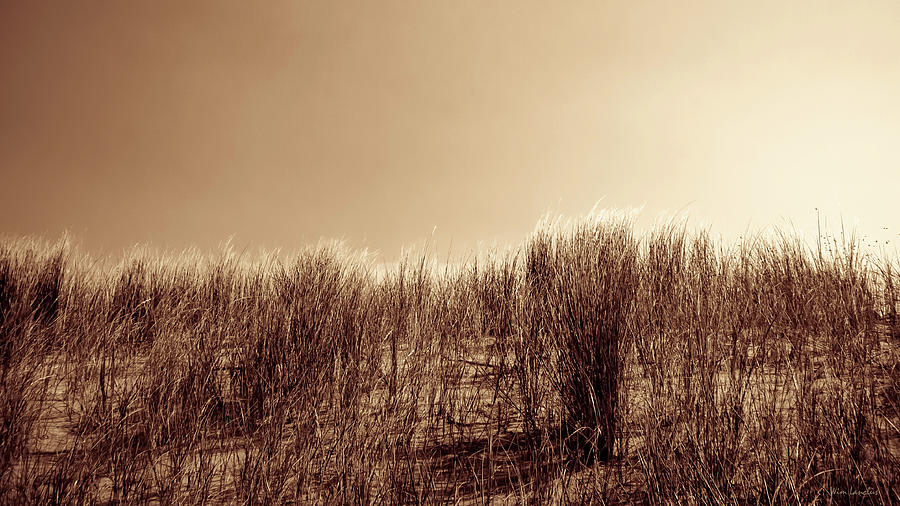 Beachgrass in Sepia Photograph by Wim Lanclus