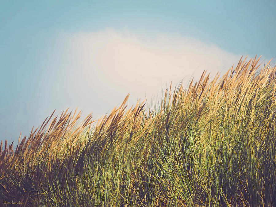 Nature Photograph - Beachgrass by Wim Lanclus