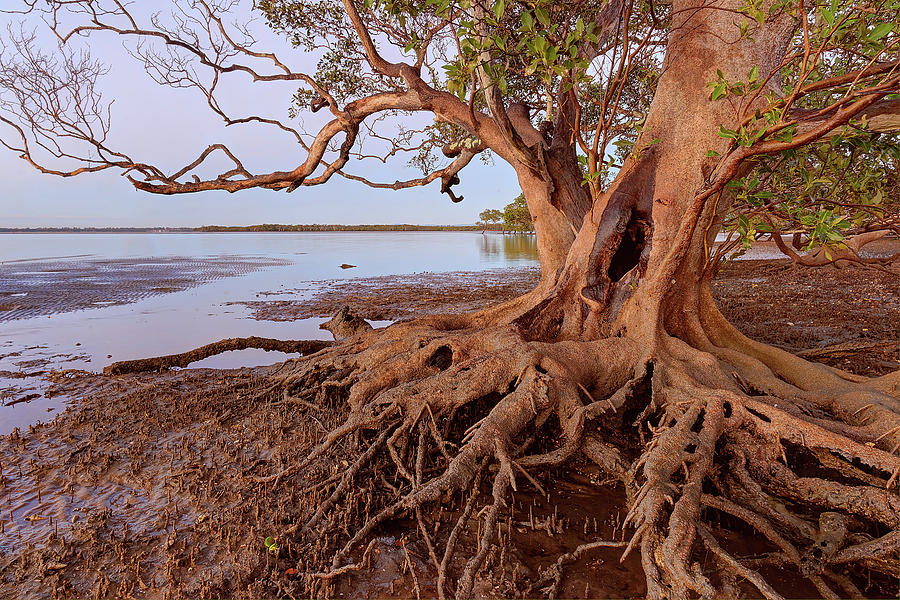 Beachmere, Queensland, Australia Photograph by Robert Charity