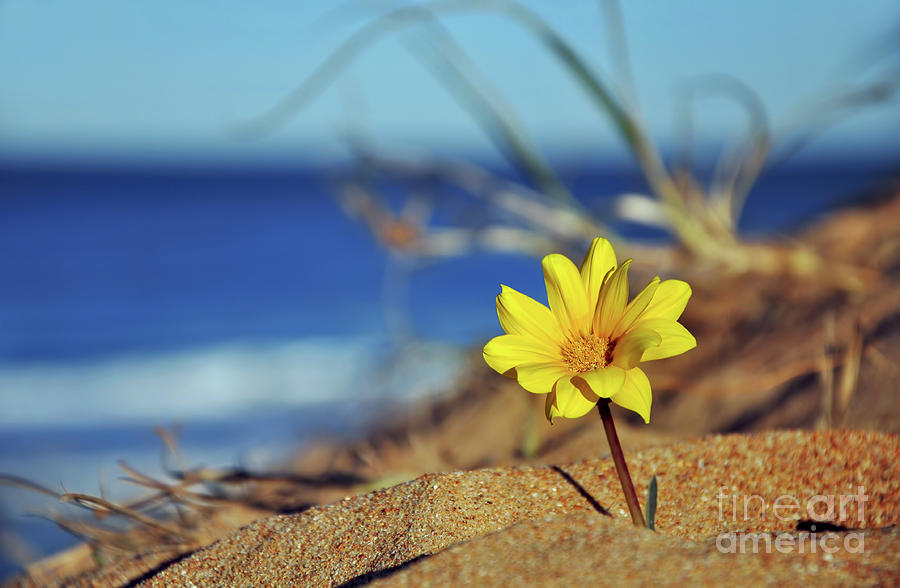 Daisy Photograph - Beachside Daisy by Kaye Menner