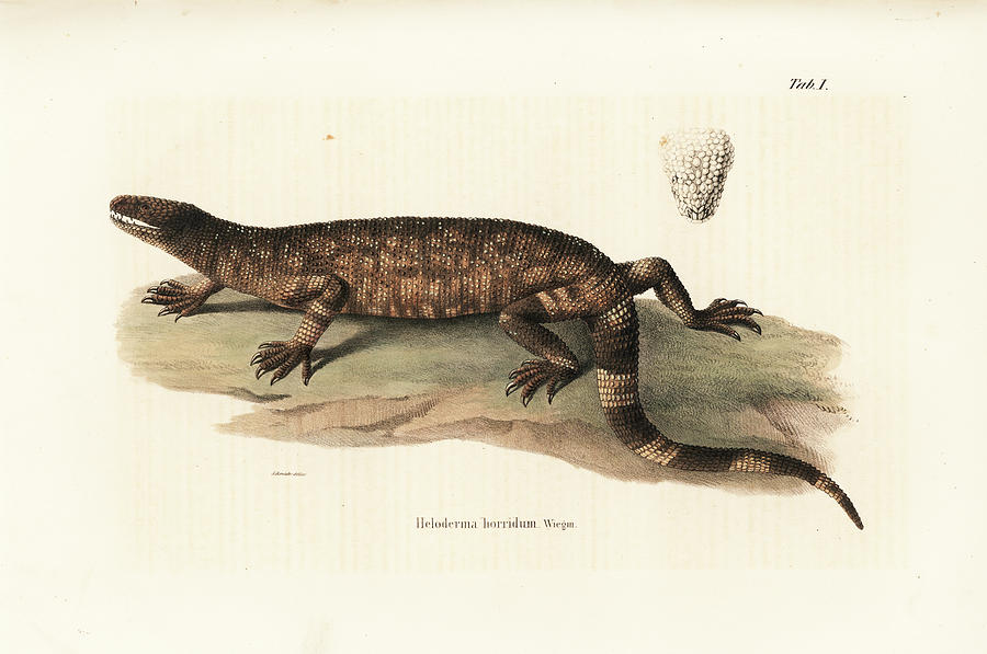  Beaded Lizard, Heloderma horridum Drawing by Friedrich August Schmidt