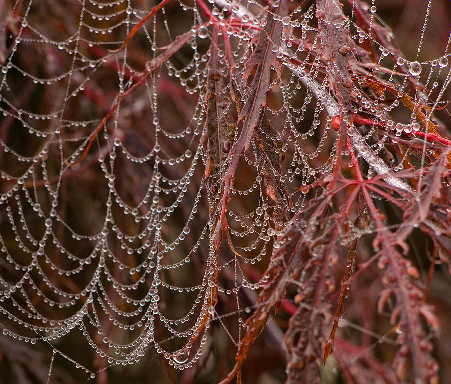 Beads of Raindrops Photograph by Gary Karlsen
