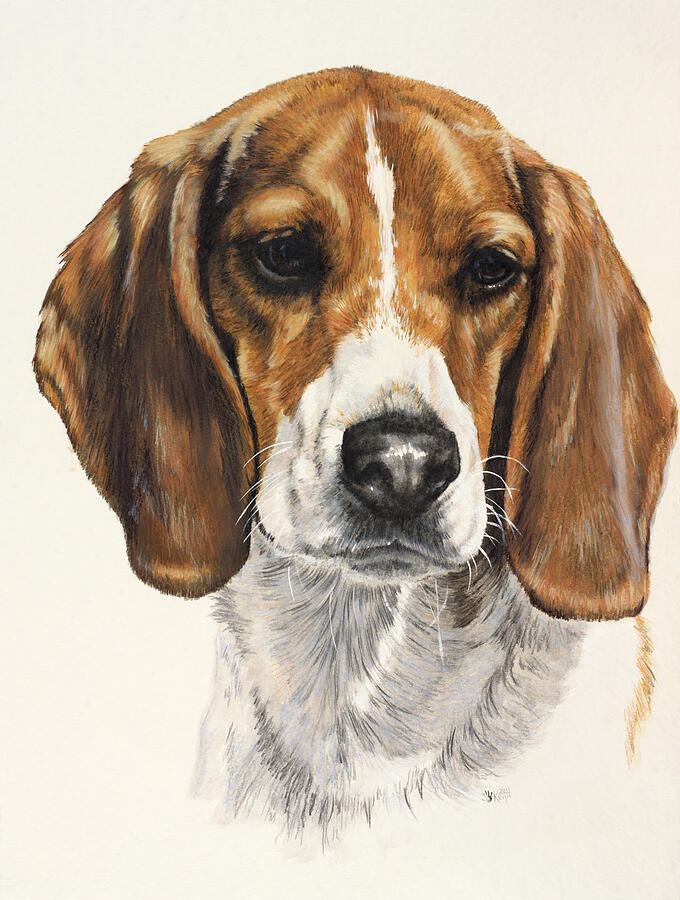 Beagle in Watercolor Painting by Barbara Keith