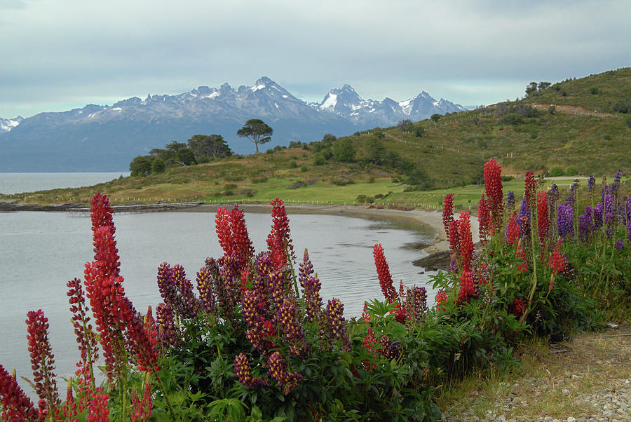 Beagle Channel and Tierra del Fuego Photograph by Alan Toepfer