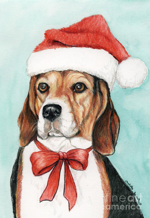 Beagle Christmas Drawing by Charlotte Yealey