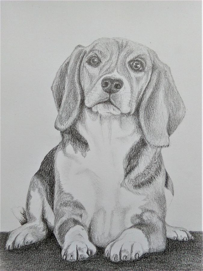 Beagle Companion Drawing By Amanda Davidson 