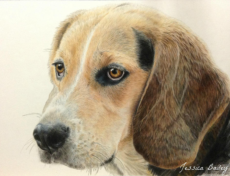 Beagle Painting by Jessica Bailey - Fine Art America