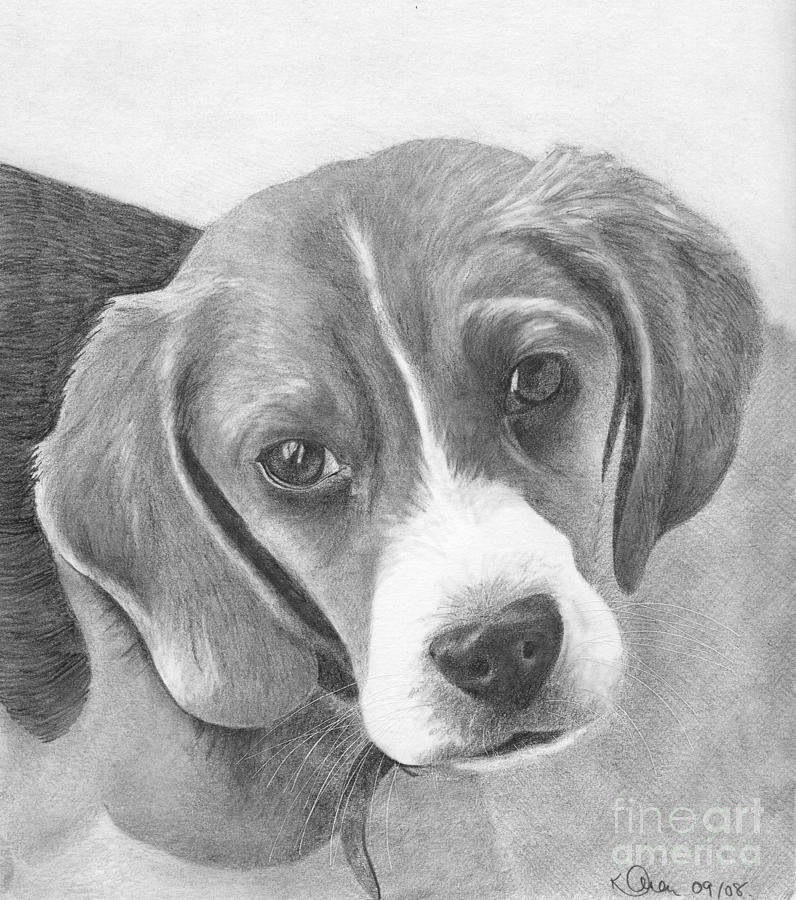 Beagle Drawing by Karen Townsend | Fine Art America