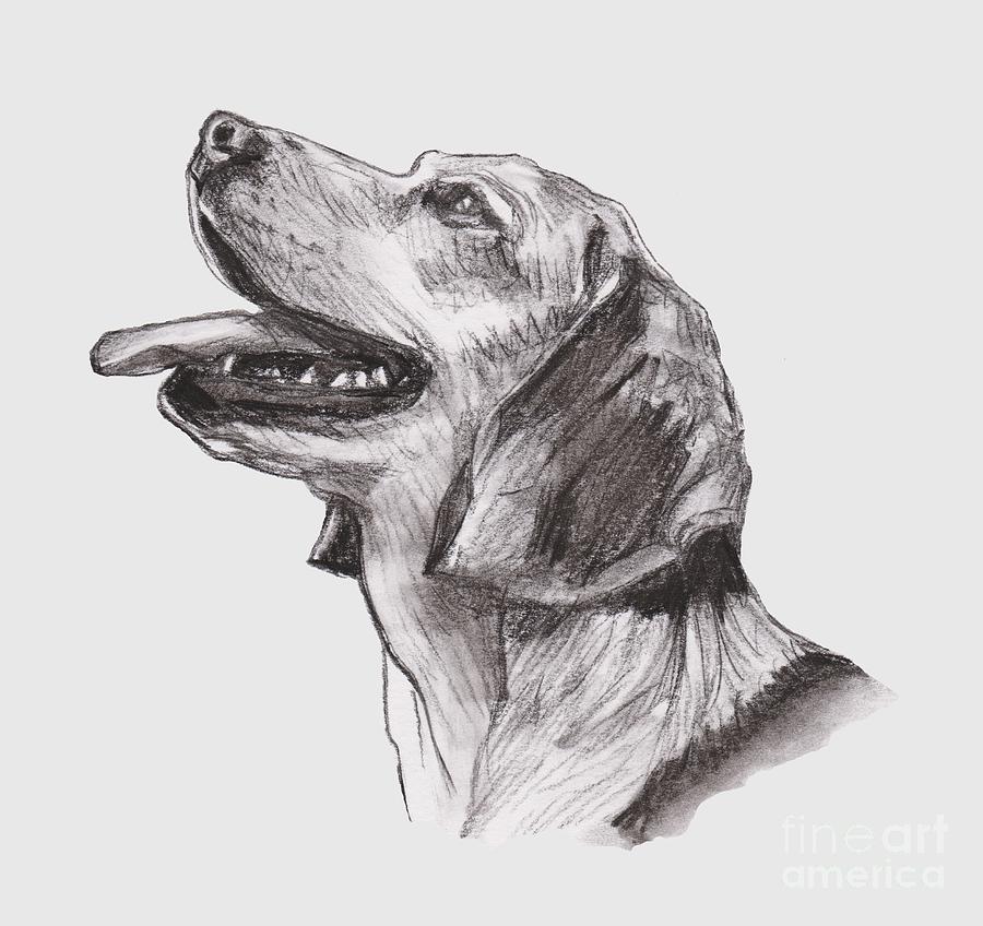 Charcoal Hound Dog Sketch