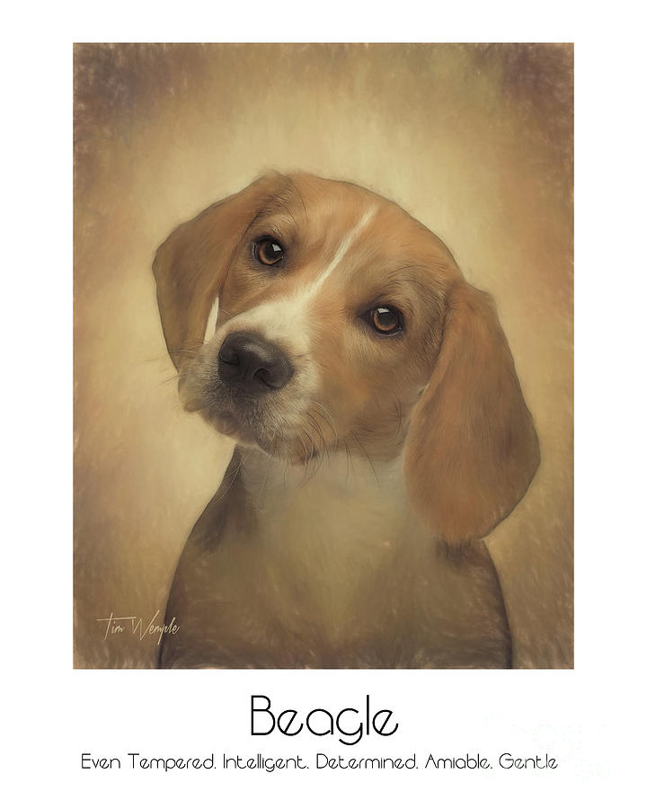 Beagle Poster Digital Art by Tim Wemple