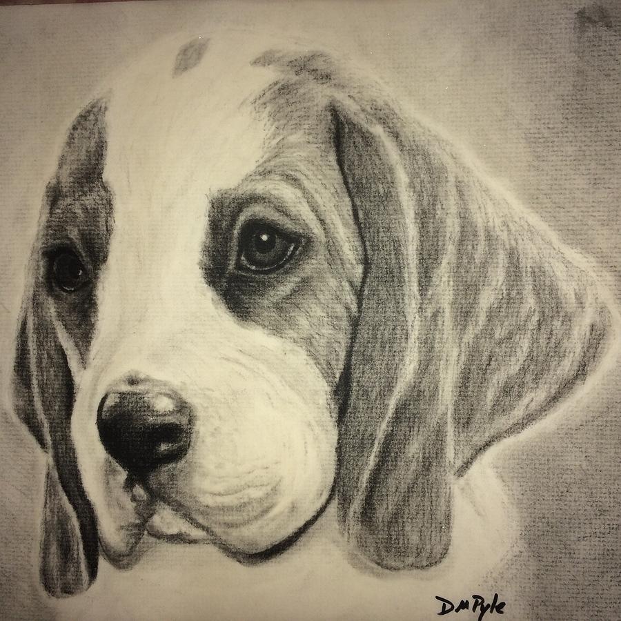 Beagle puppy Drawing by Darlene Pyle - Fine Art America