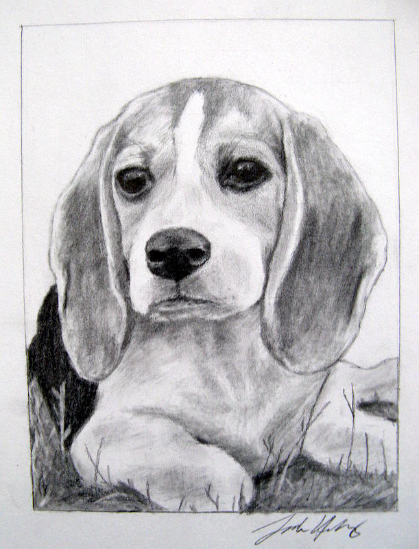 Dog Drawing - Beagle Puppy by Sarah Holloway