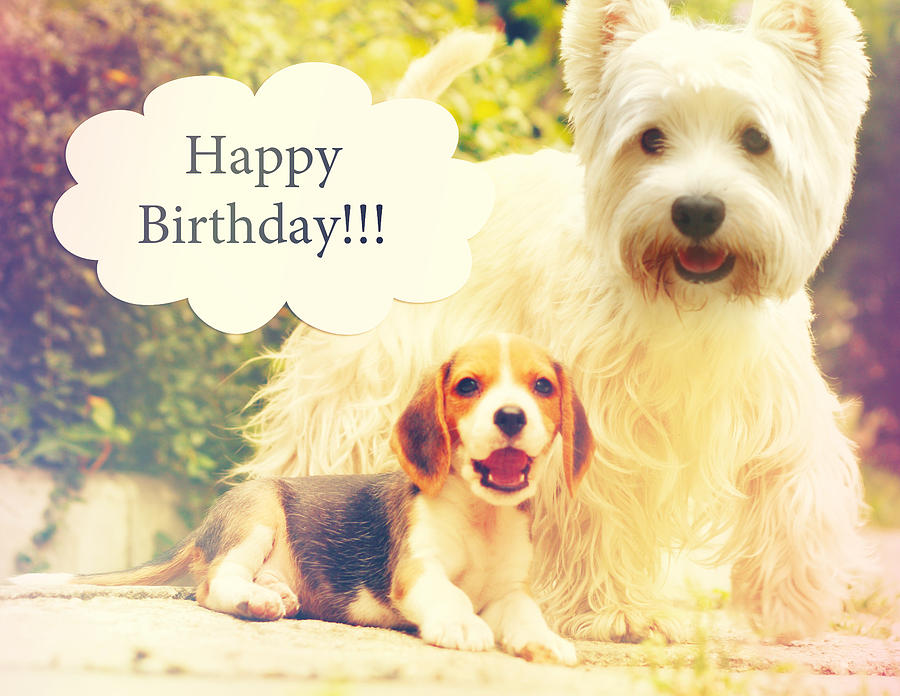 Beagle Puppy Westy Birthday Card Photograph By Sandra Rugina