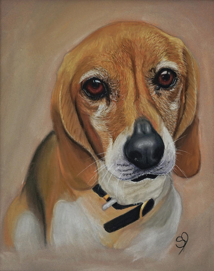 Beagle Drawing by Shawna Jensen | Fine Art America