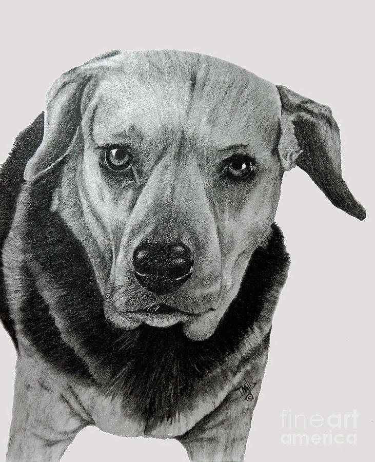 Beagle-Shepherd Mix Drawing by Terri Mills