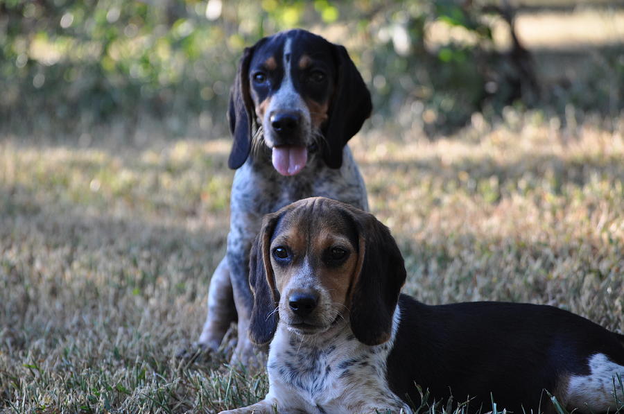 Beagles Photograph by Tammy Price - Fine Art America