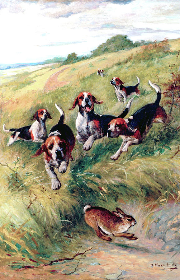Beagling Painting by G Muss Arnolt