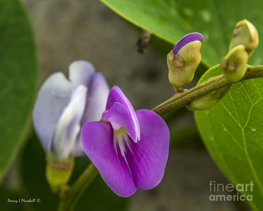 Nature Photograph - Beaked Butterfly Pea 9 by Nancy L Marshall