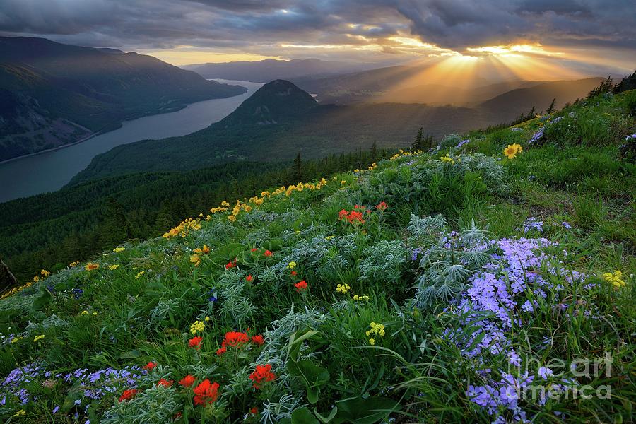 Sun Rays Shine Down over Wildflowers on Dog Mountain Photograph by Tom Schwabel