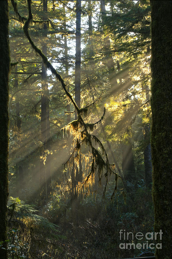 Beaming Between The Trees Photograph by Adam Jewell