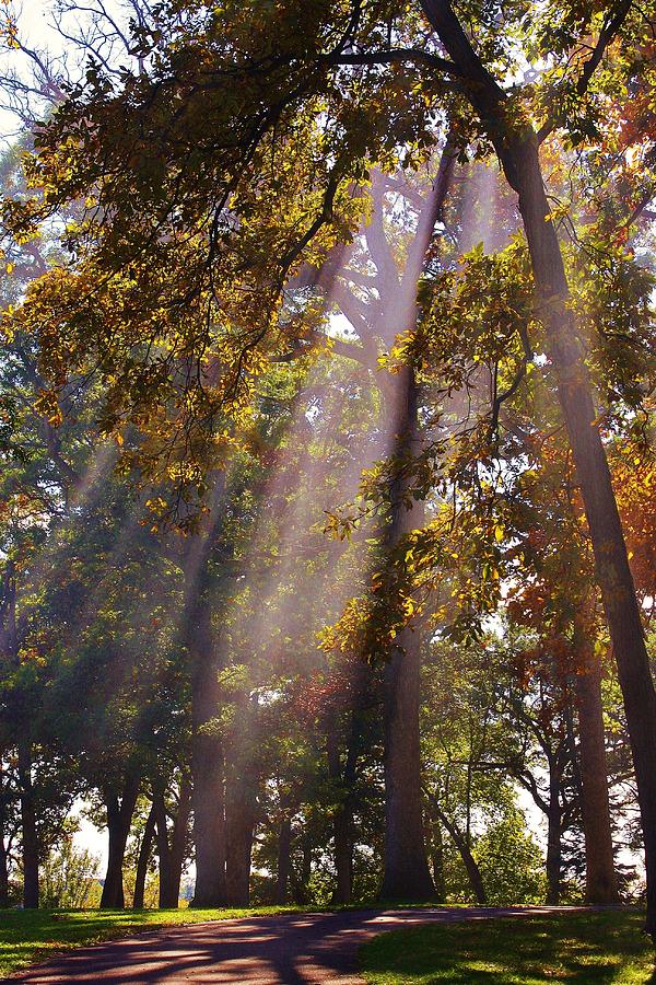 Beams of Sunshine Photograph by Bruce Bley