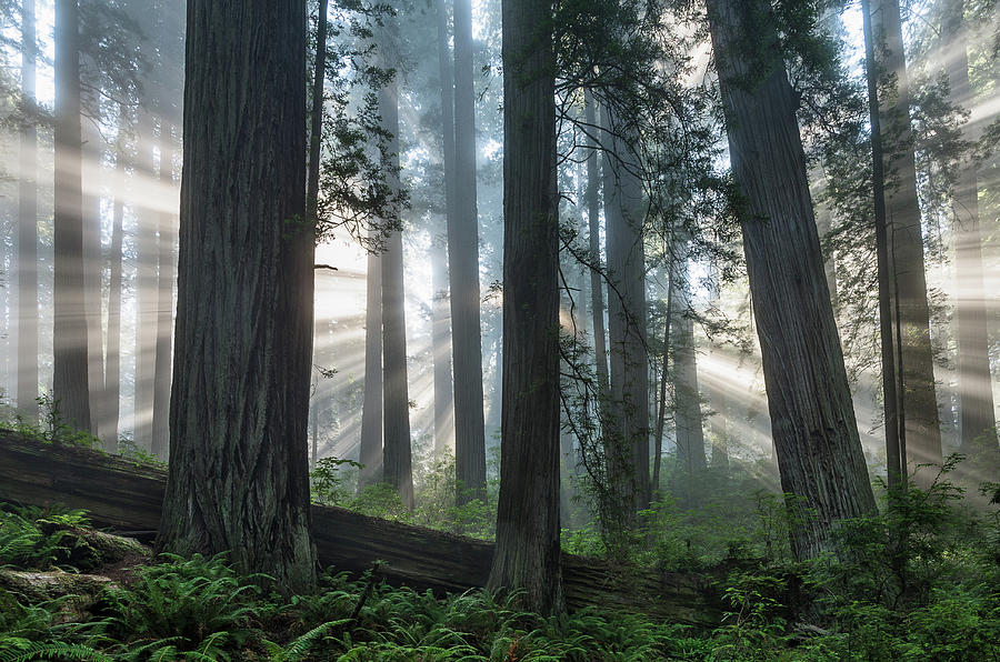 Beams Through the Forest Photograph by Greg Nyquist