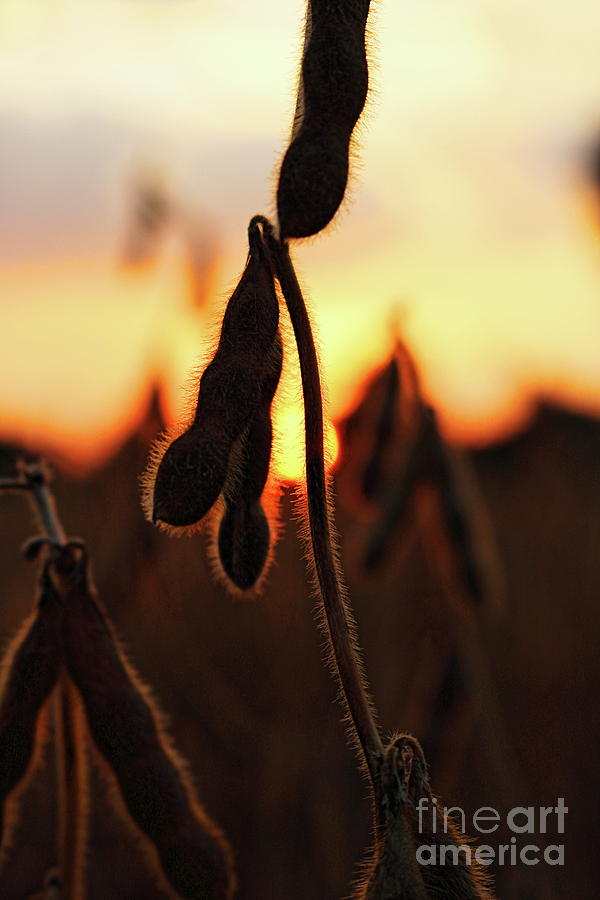 Bean Harvest Photograph by Erick Schmidt