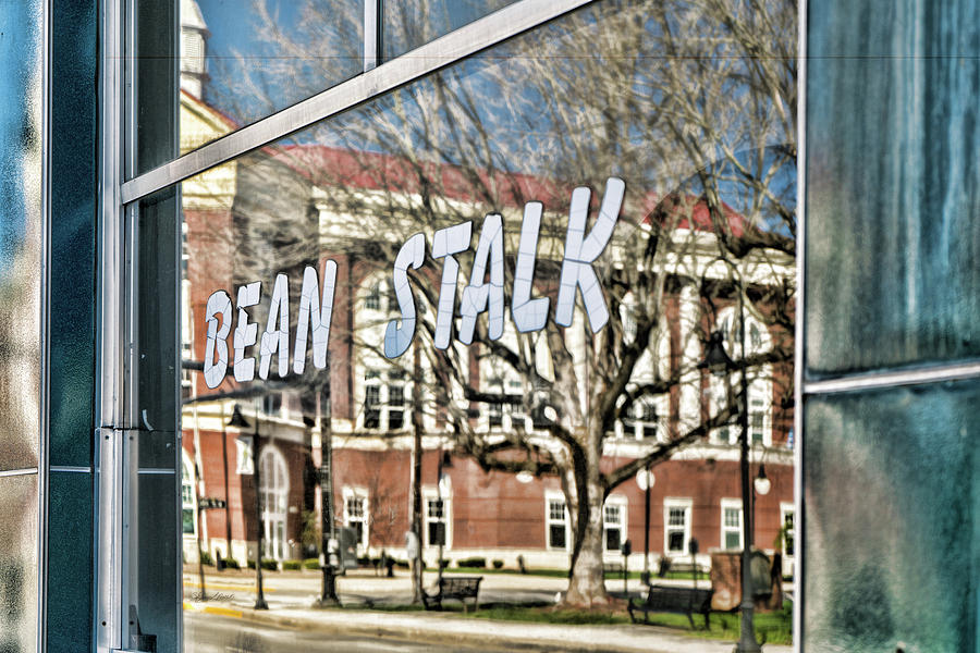 Bean Stalk Reflection Photograph by Sharon Popek