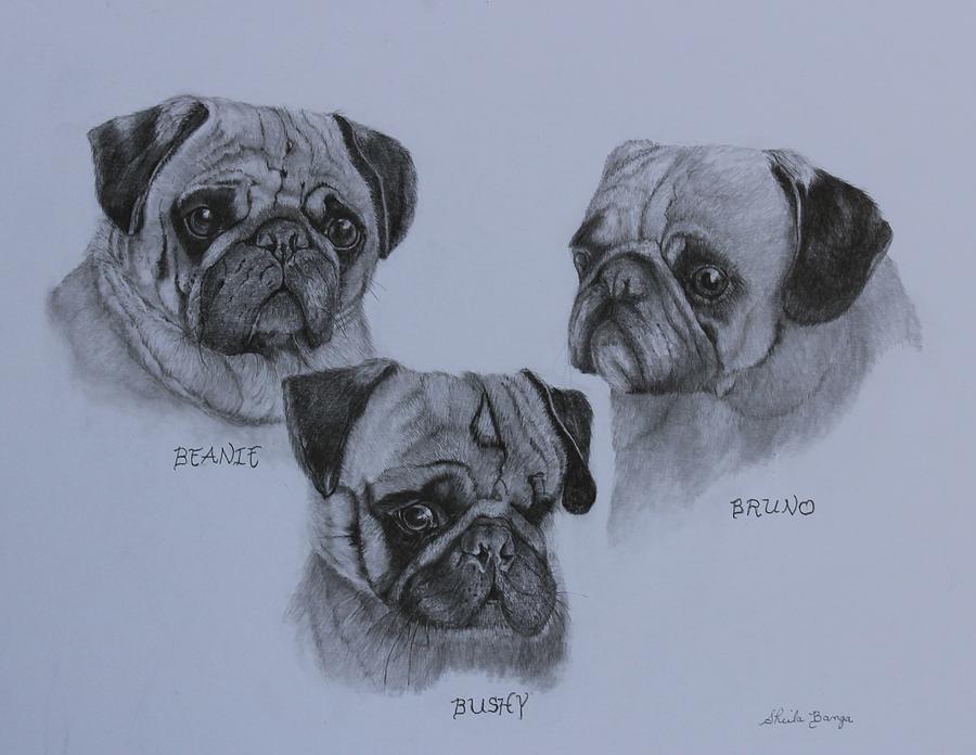 Beanie, Bushy and Bruno Drawing by Sheila Banga