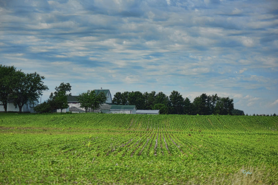 Beans and White Barns Photograph by Paulette B Wright