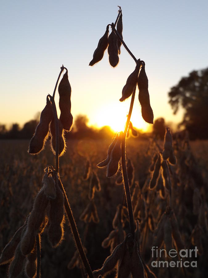 Beans at Sunset Photograph by Erick Schmidt