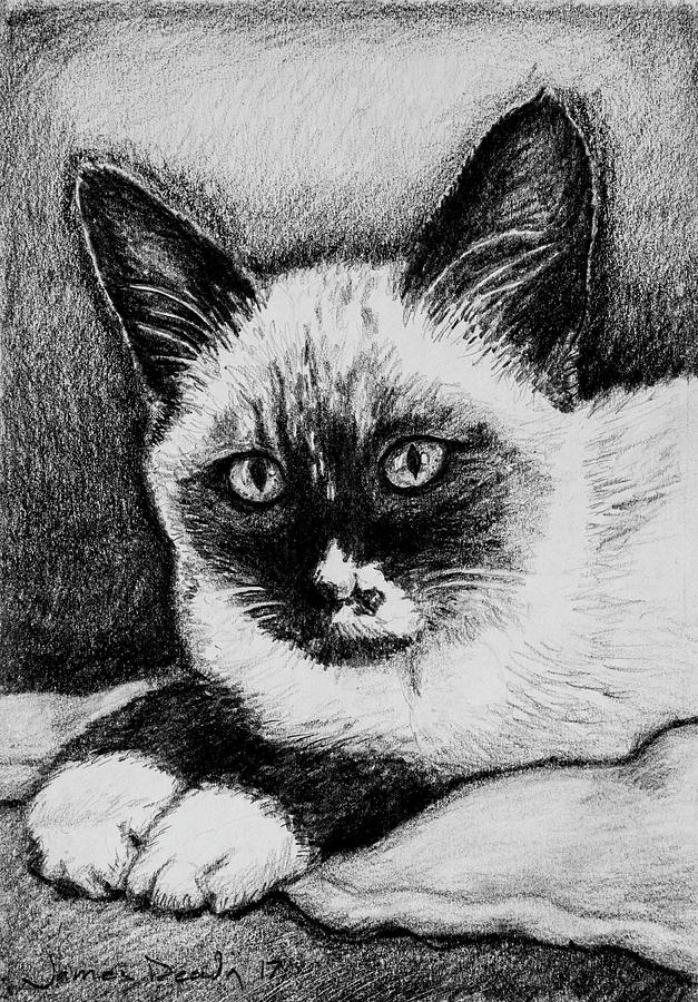 Beans the Siamese Drawing by James Deady - Fine Art America