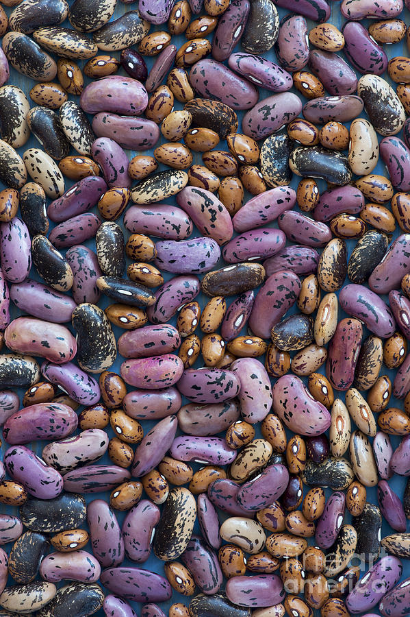 Beans Photograph by Tim Gainey