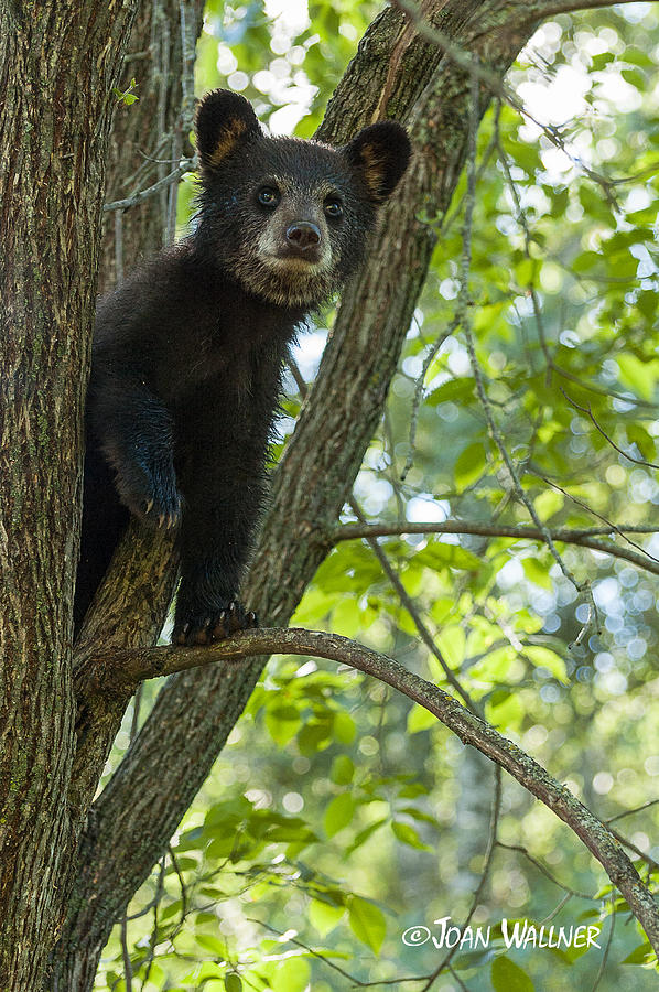 Bear Alert Photograph by Joan Wallner
