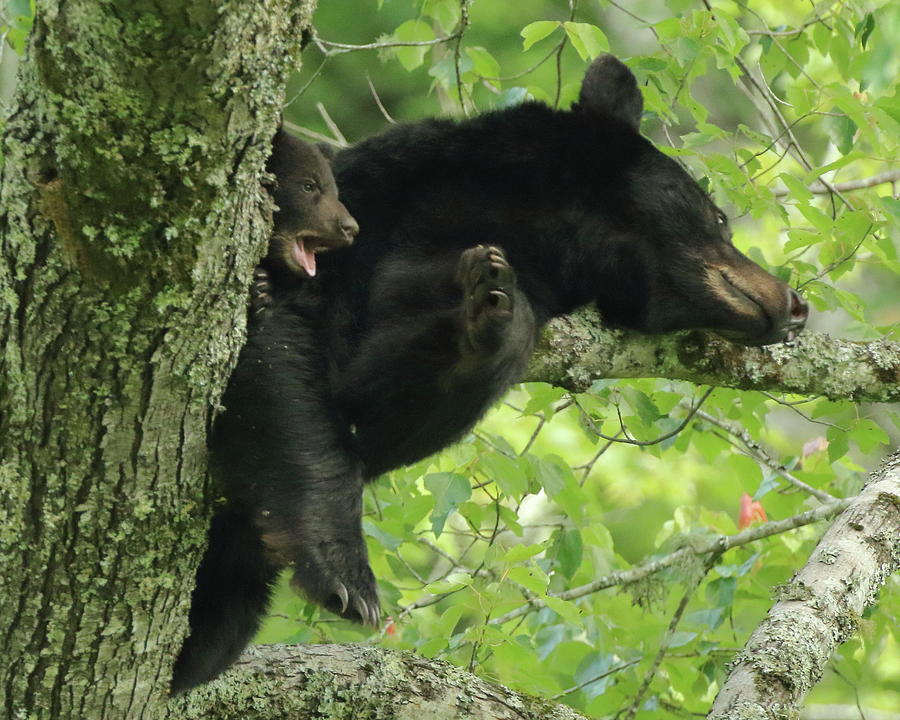 Bear and Cub in tree Photograph by Coby Cooper