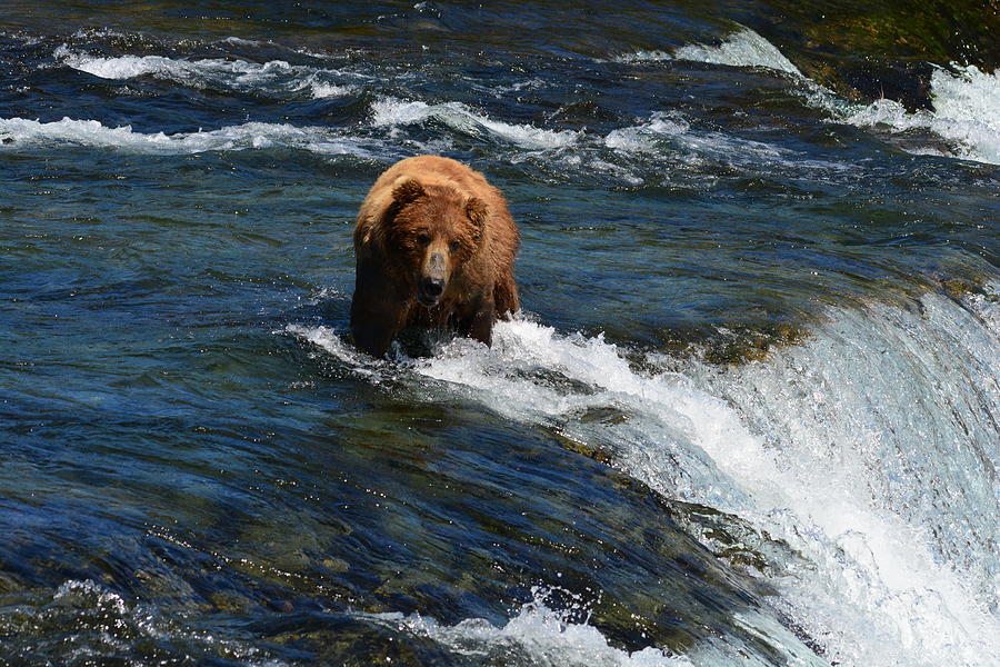 Katmai National Park Photograph - Bear at the Top of the Falls by Patricia Twardzik