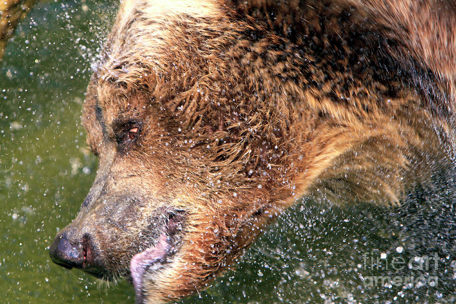 Bear Bath at the Berlin Zoo Photograph by John Rizzuto