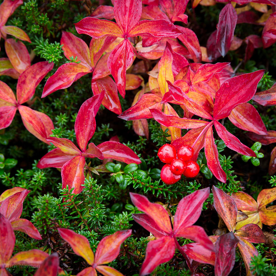 Bearberry Photograph by Tim Newton