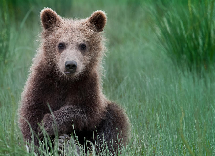 Bear Break Photograph by Brian Ray