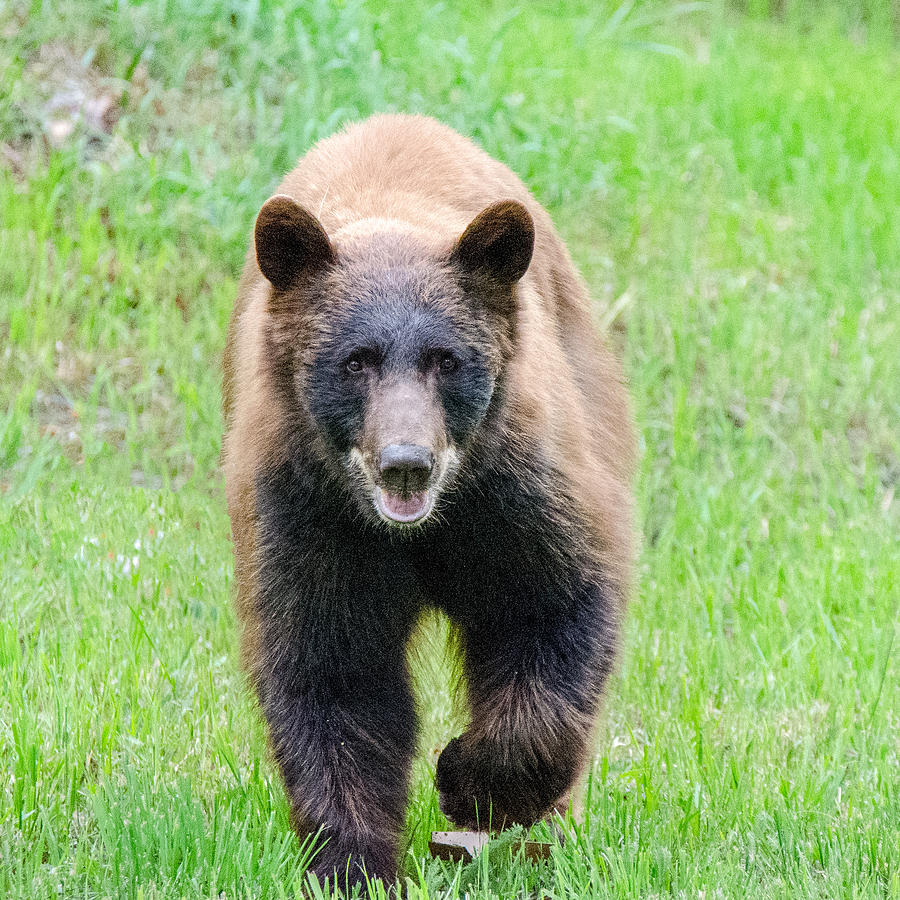 Nature Photograph - Bear by Chris Kominski