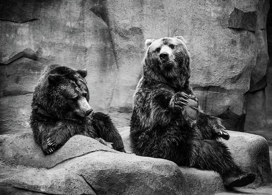 Bear Couple Photograph By Alejandro Alatorre Warren Fine Art America