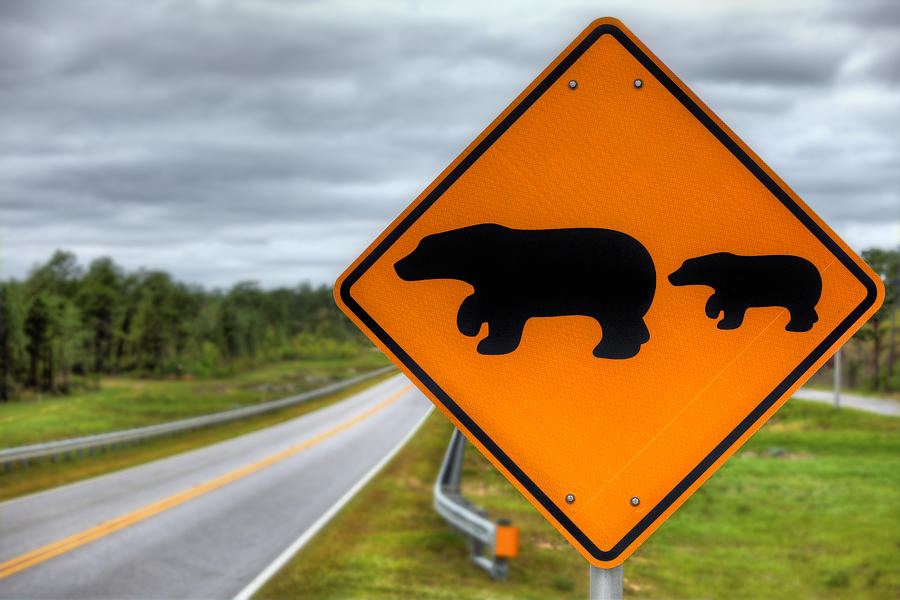 Bear Crossing Photograph by JC Findley
