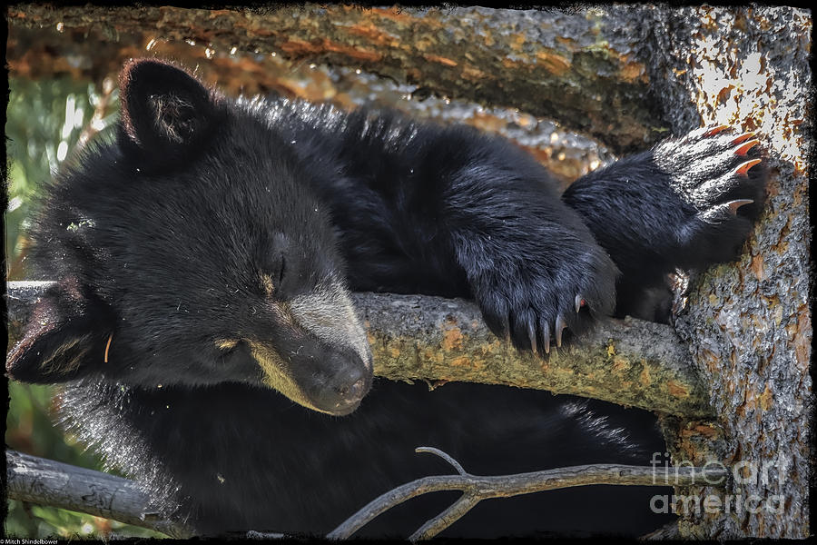 Bear Cub 2 Photograph by Mitch Shindelbower