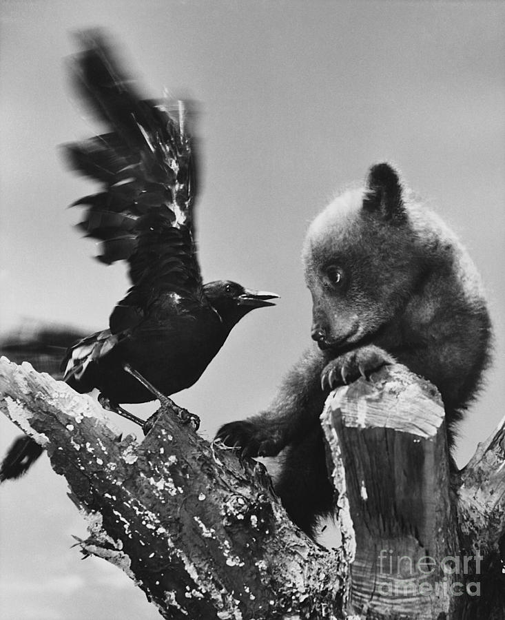 Bear Cub And Black Crow Photograph by Ylla