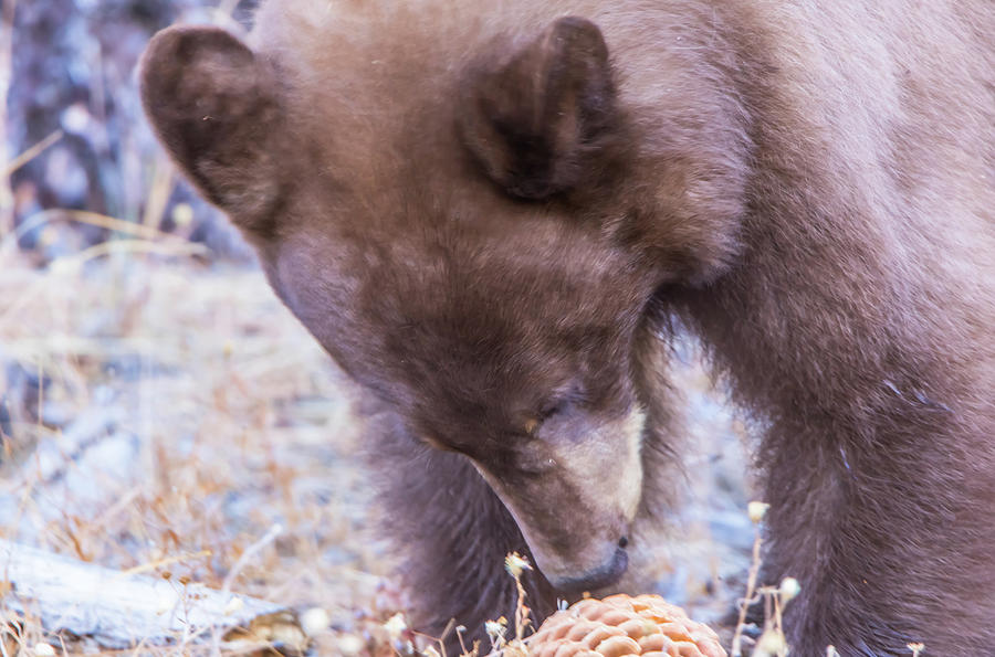 Bear Cub And Pine Cone Photograph
